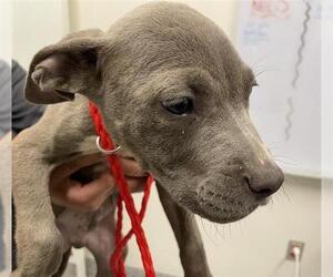 American Pit Bull Terrier Dogs for adoption in Houston, TX, USA