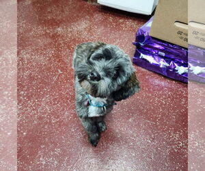 Miniature Schnauzer-Unknown Mix Dogs for adoption in Fargo, ND, USA