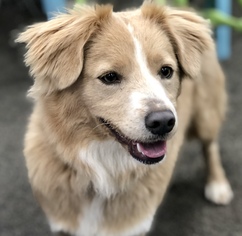 Pembroke Welsh Corgi-Unknown Mix Dogs for adoption in Fresno, CA, USA