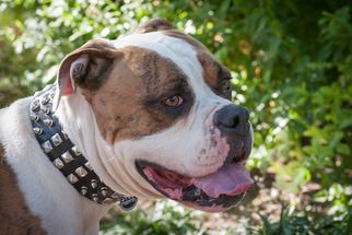 Bulloxer Dogs for adoption in Tucson, AZ, USA