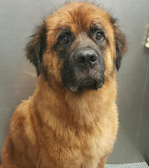 Leonberger-Unknown Mix Dogs for adoption in Plainfield, IL, USA