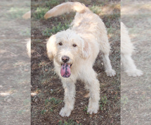 Labradoodle Dogs for adoption in PIPE CREEK, TX, USA