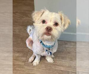 Lhasa Apso-Unknown Mix Dogs for adoption in Plymouth, MN, USA