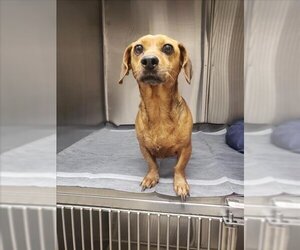 Dachshund Dogs for adoption in Baytown, TX, USA