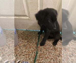 Golden Labrador Dogs for adoption in Sanford, FL, USA