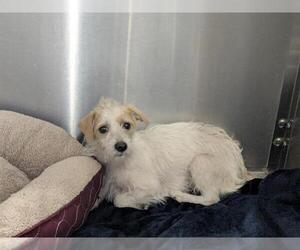 Parson Russell Terrier Dogs for adoption in Orange, CA, USA