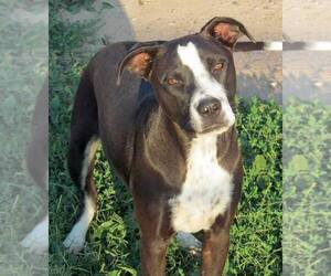 American Pit Bull Terrier Dogs for adoption in Peralta, NM, USA