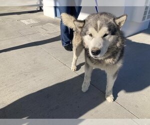 Alaskan Malamute Dogs for adoption in Riverside, CA, USA