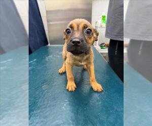 Black Mouth Cur-Unknown Mix Dogs for adoption in Mobile, AL, USA