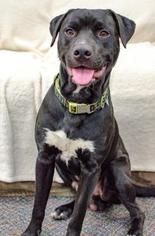 American Staffordshire Terrier-Unknown Mix Dogs for adoption in Salem, OR, USA