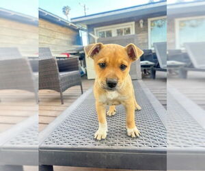 Mutt Dogs for adoption in Camarillo, CA, USA