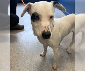 Labrador Retriever-Unknown Mix Dogs for adoption in Alameda, CA, USA