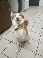 Alaskan Husky Dogs for adoption in Lewistown, PA, USA