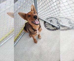 Australian Kelpie Dogs for adoption in Bakersfield, CA, USA