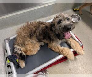 Airedale Terrier-German Shepherd Dog Mix Dogs for adoption in San Martin, CA, USA