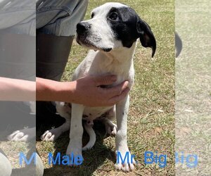 Basset Hound-Unknown Mix Dogs for adoption in Pawtucket, RI, USA