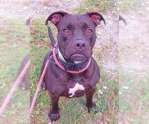 American Staffordshire Terrier Dogs for adoption in Fort Lauderdale, FL, USA