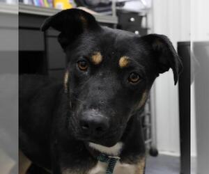 Mutt Dogs for adoption in Thief River Falls, MN, USA