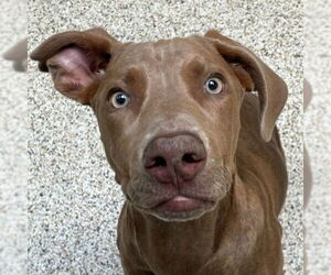 American Staffordshire Terrier-Weimaraner Mix Dogs for adoption in Lake Forest, CA, USA