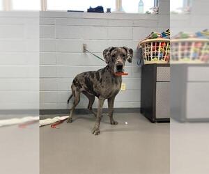 Great Dane Dogs for adoption in Tallahassee, FL, USA