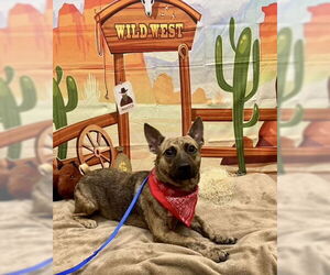 Pembroke Welsh Corgi-Unknown Mix Dogs for adoption in Royal Palm Beach, FL, USA