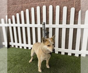 Australian Cattle Dog Dogs for adoption in Modesto, CA, USA