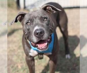 American Staffordshire Terrier Dogs for adoption in San Antonio, TX, USA