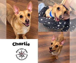Chihuahua-Unknown Mix Dogs for adoption in Princeton, British Columbia, Canada