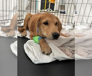 Labrador Retriever-Unknown Mix Dogs for adoption in Las Vegas, NV, USA