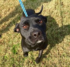 American Staffordshire Terrier-Labrador Retriever Mix Dogs for adoption in Houston, TX, USA