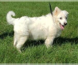 American Eskimo Dog-pomeranian spitz Mix Dogs for adoption in Hollywood, MD, USA