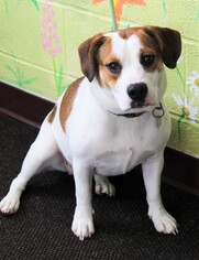 Beabull Dogs for adoption in Waynesboro, PA, USA