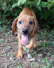 Mastador Dogs for adoption in Eureka Springs, AR, USA