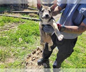 Collie-Unknown Mix Dogs for adoption in Houston, TX, USA