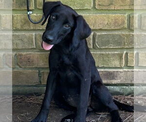 Mutt Dogs for adoption in Rockaway, NJ, USA