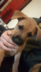 Medium Photo #1 Boxer-Unknown Mix Puppy For Sale in Tonawanda, NY, USA