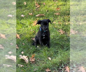 Boxer-Unknown Mix Dogs for adoption in St. Louis Park, MN, USA