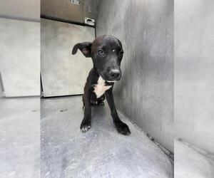 Mutt Dogs for adoption in San Antonio, TX, USA