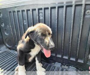 Labrador Retriever-Unknown Mix Dogs for adoption in San Antonio, TX, USA