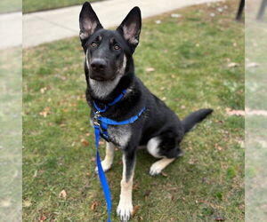 German Shepherd Dog Dogs for adoption in Boston, MA, USA