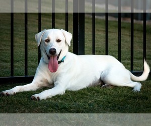 Lab-Pointer Dogs for adoption in Fort Worth, TX, USA