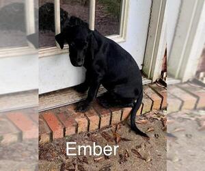 Labrador Retriever-Unknown Mix Dogs for adoption in Seahurst, WA, USA