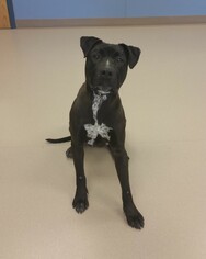 Bulloxer Dogs for adoption in Grand Junction, CO, USA