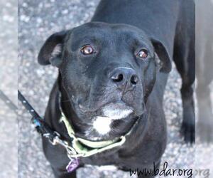 American Pit Bull Terrier-Unknown Mix Dogs for adoption in Cheyenne, WY, USA