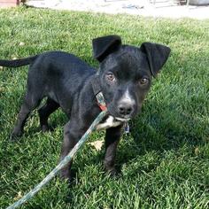 Small American Pit Bull Terrier-Border Collie Mix