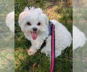 Maltese Dogs for adoption in Caldwell, NJ, USA