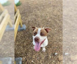 American Pit Bull Terrier Dogs for adoption in Nashville, TN, USA