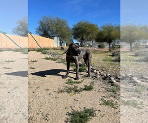 Mutt Dogs for adoption in Goodyear, AZ, USA