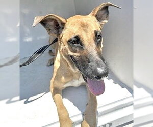 Mutt Dogs for adoption in Houston, TX, USA