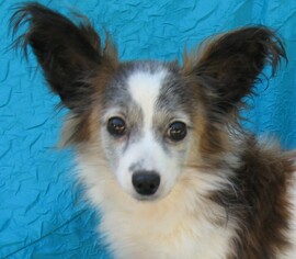 Papillon Dogs for adoption in Cuba, NY, USA